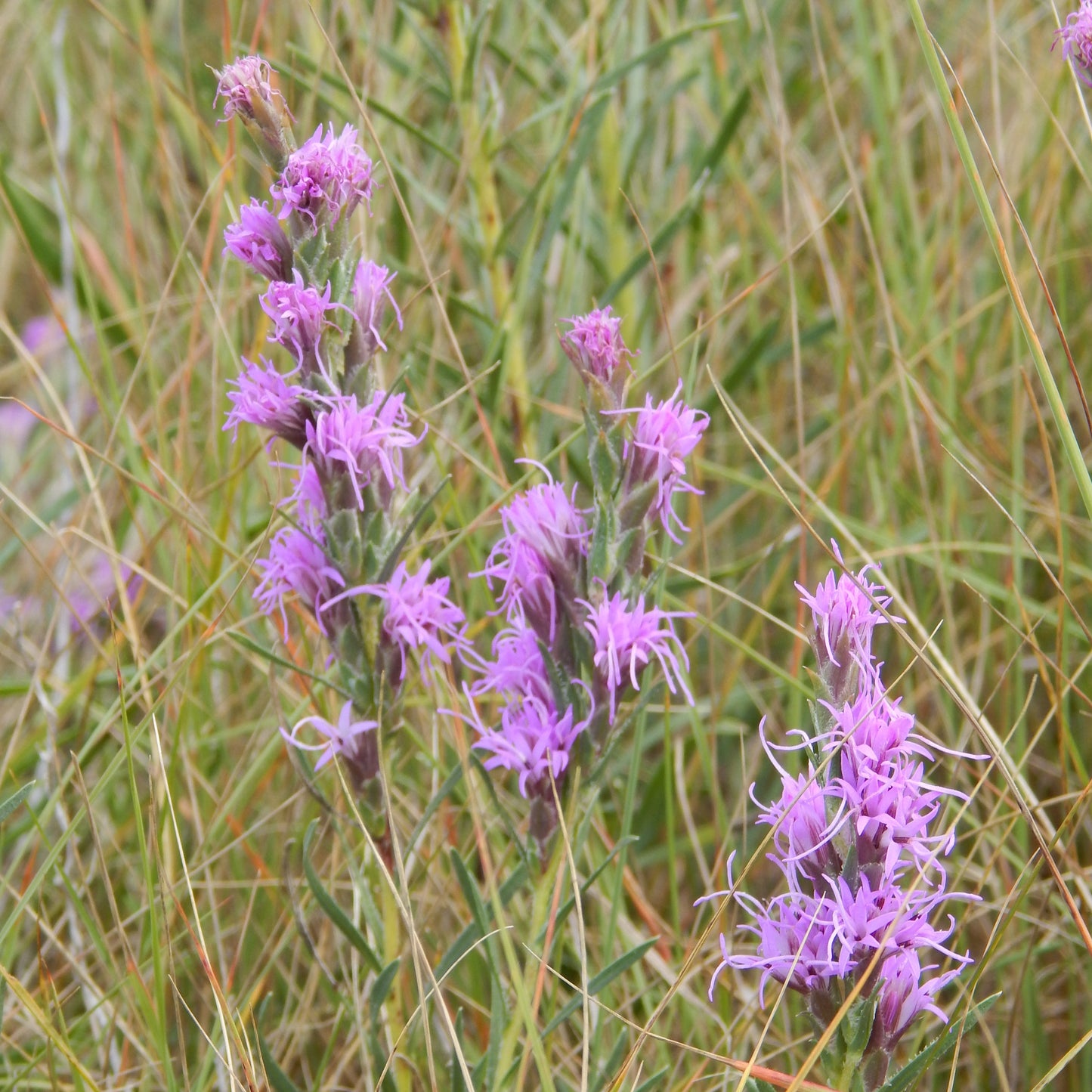 Dotted Blazingstar