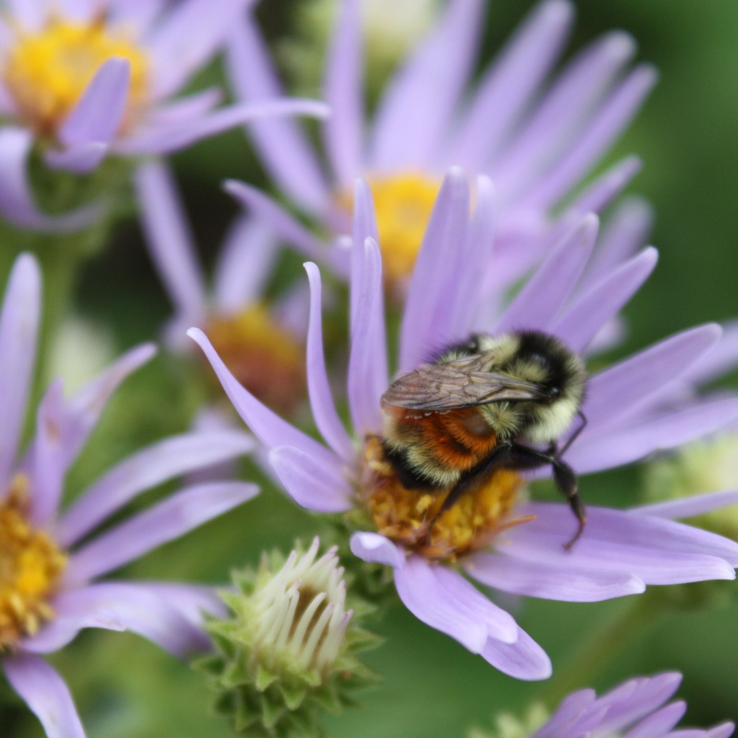bee on aster