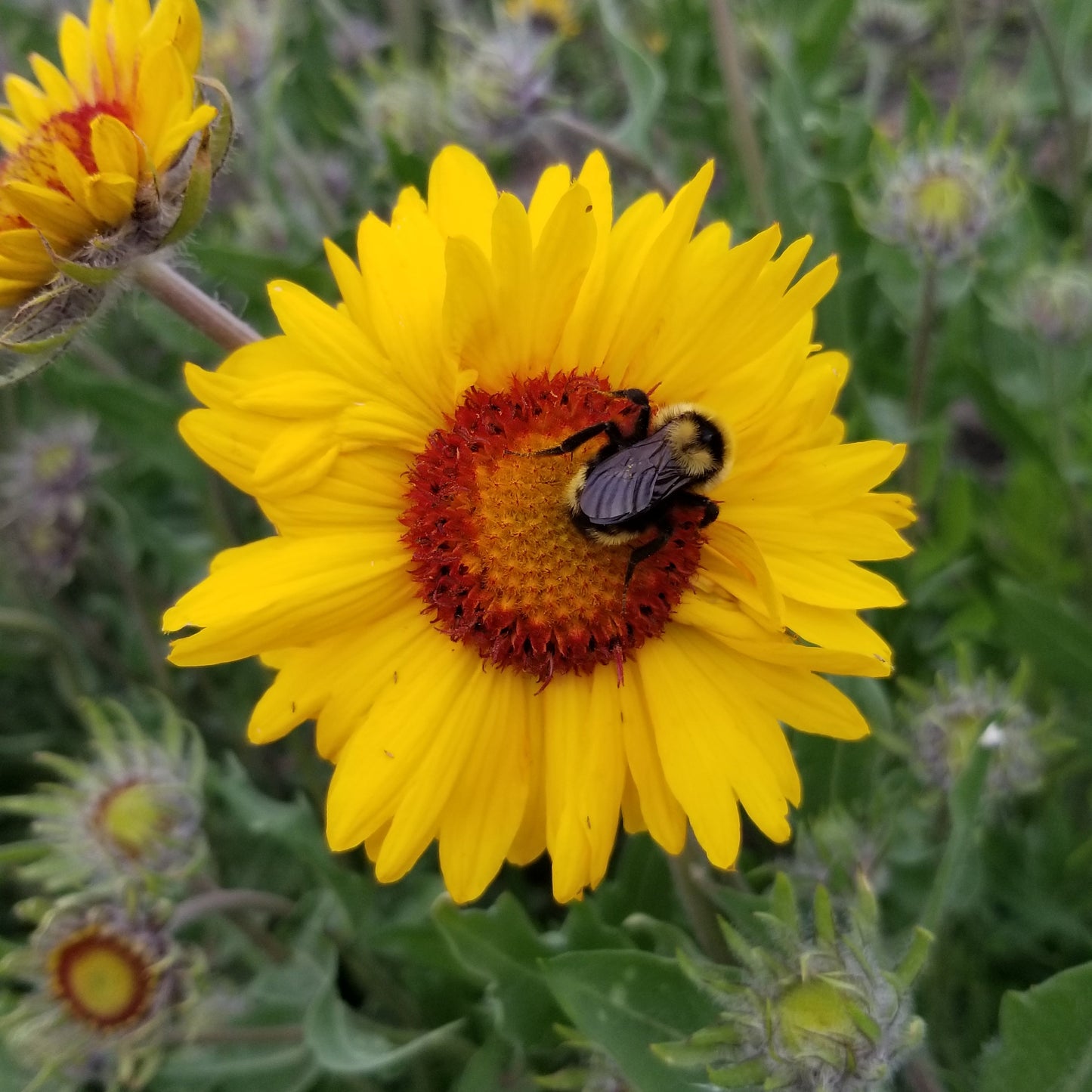 bee on gaillardia flower