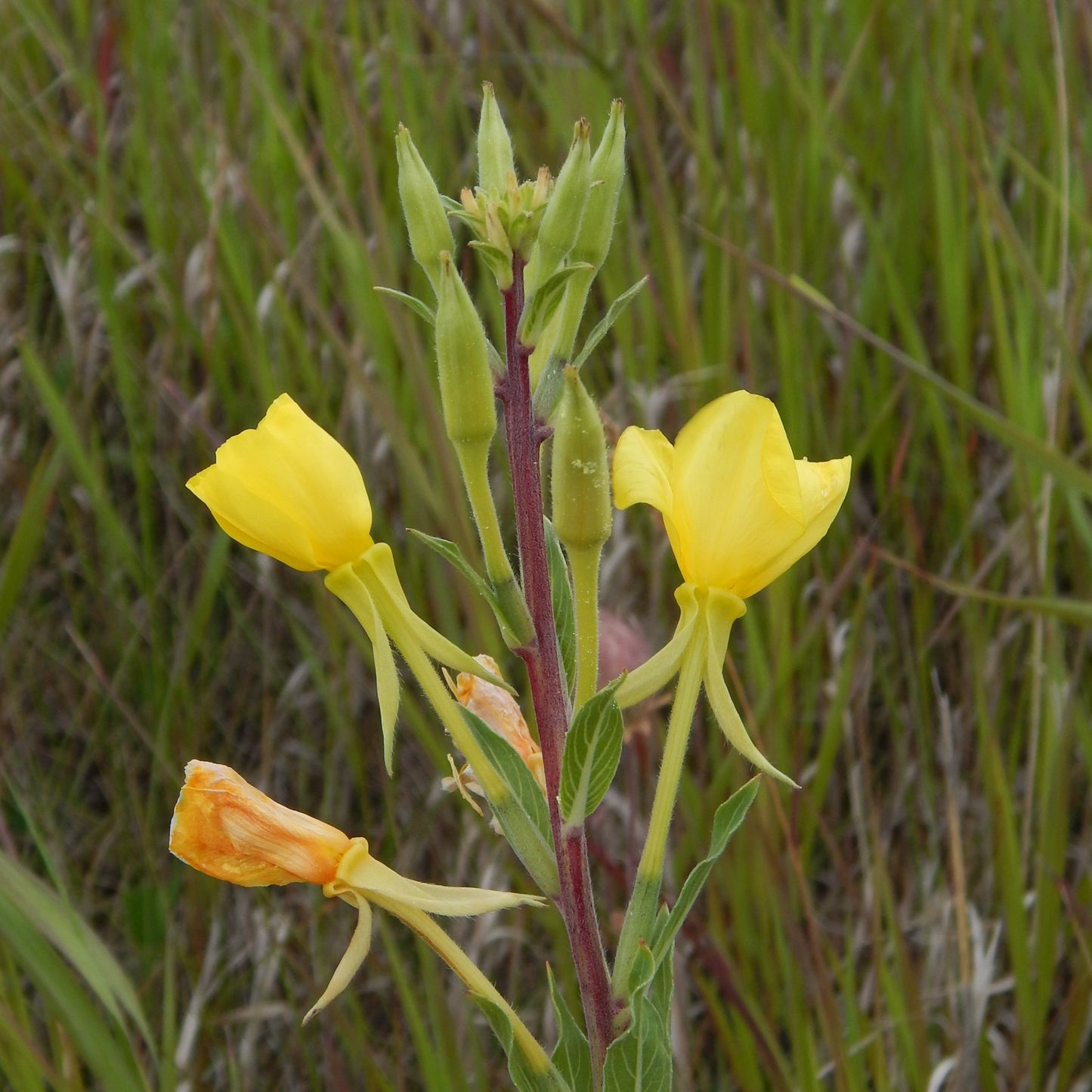 evening primrose flowers