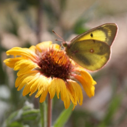 Gaillardia