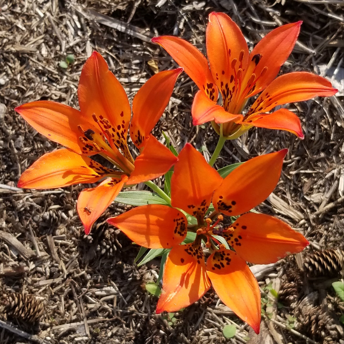 western red lily with three flowers