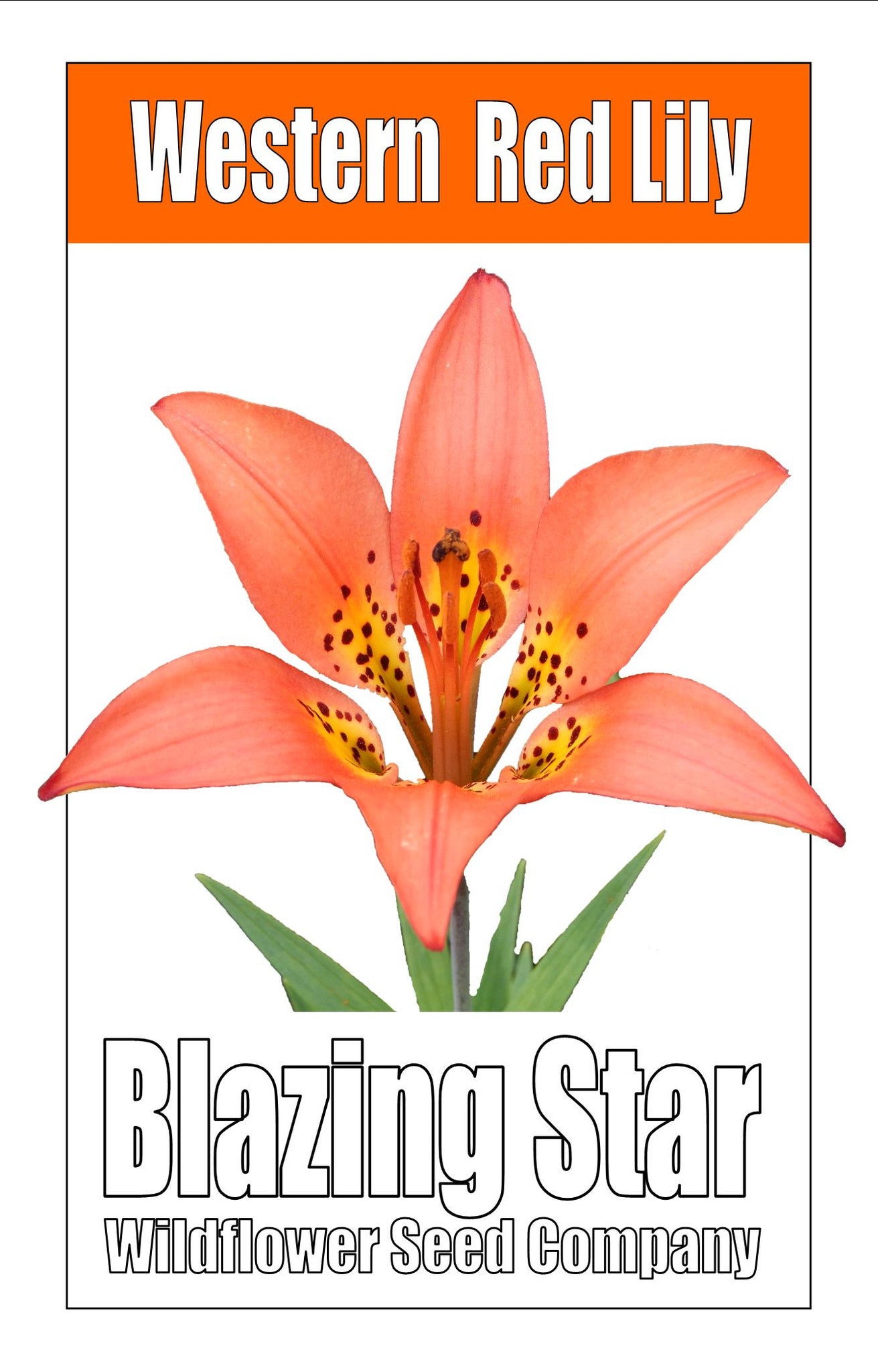 Western Red Lily