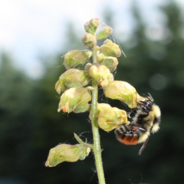 bee on alumroot flower