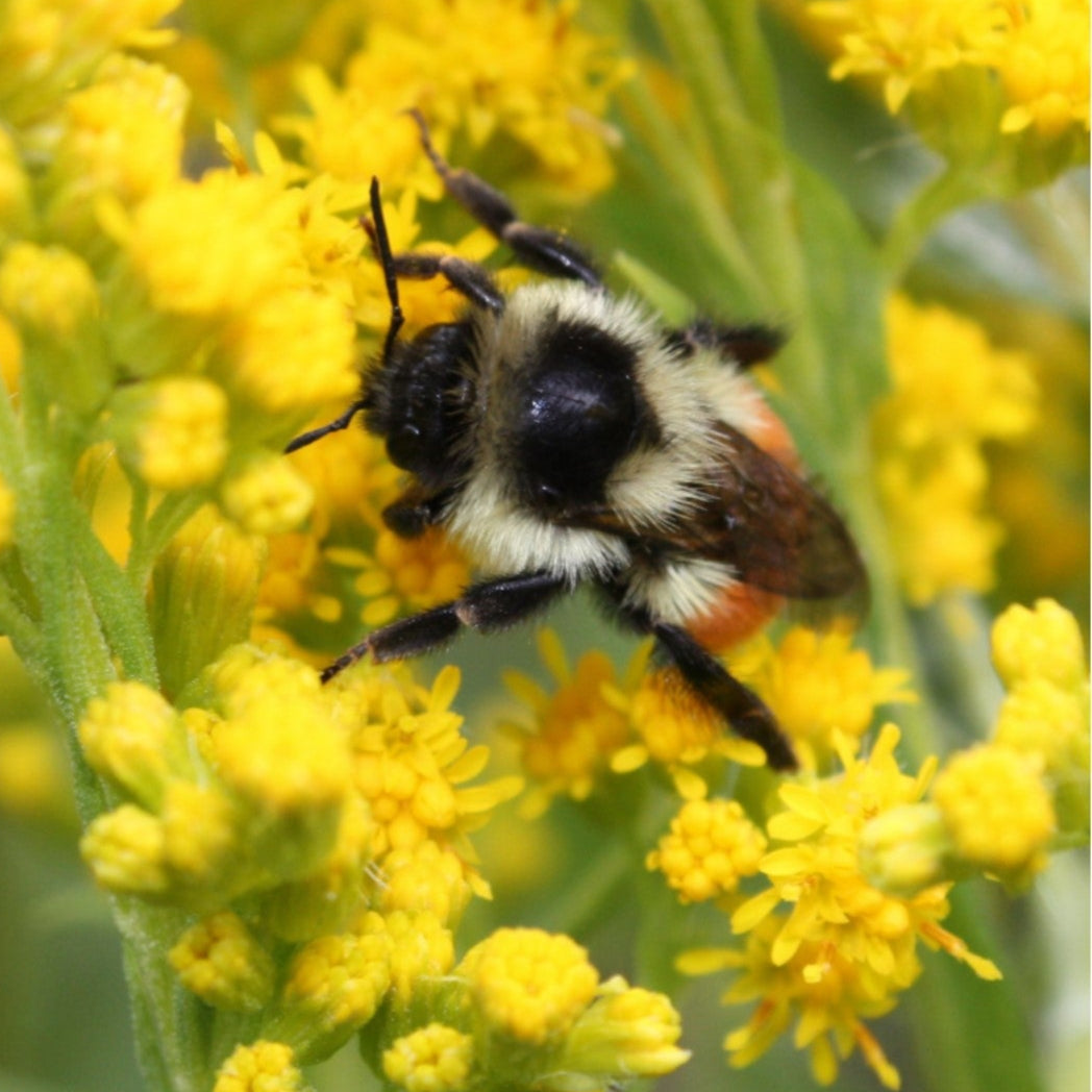 bee on goldenrod