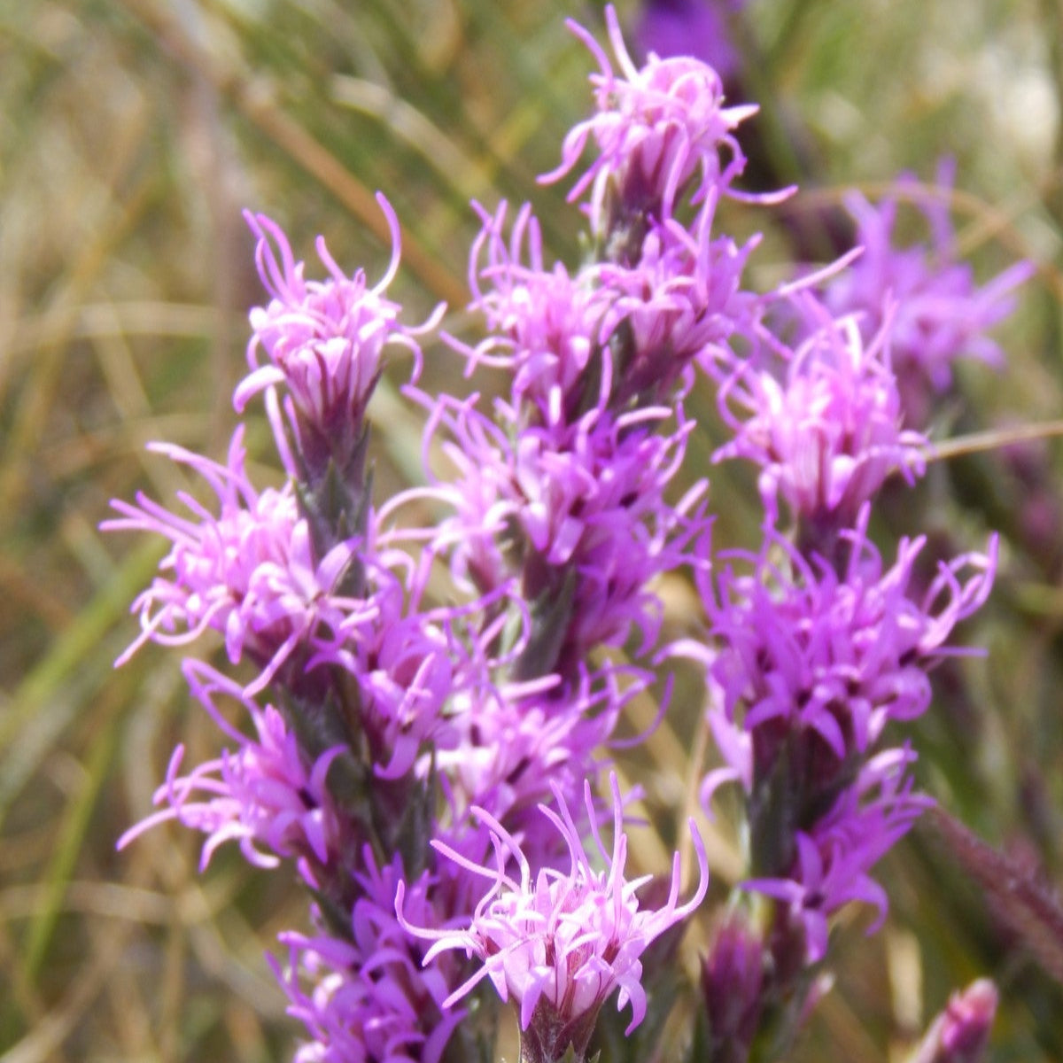 Dotted Blazingstar