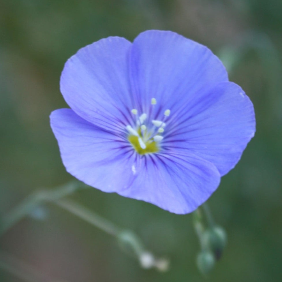Wild Blue Flax