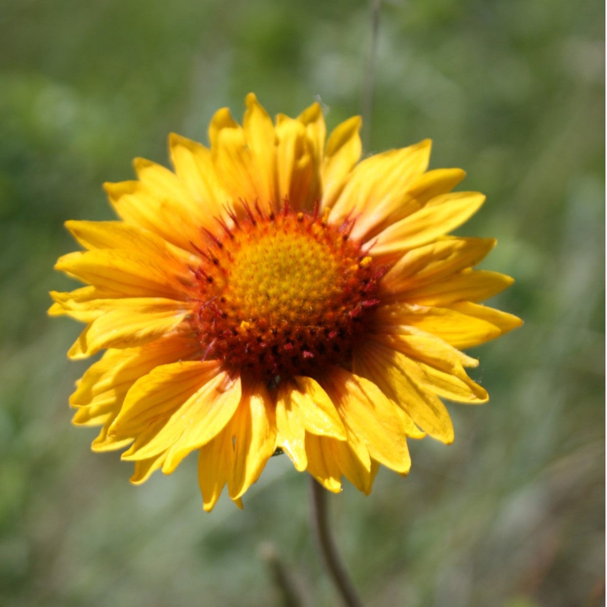 Buy gaillardia seeds grow native wildflowers in your prairie garden