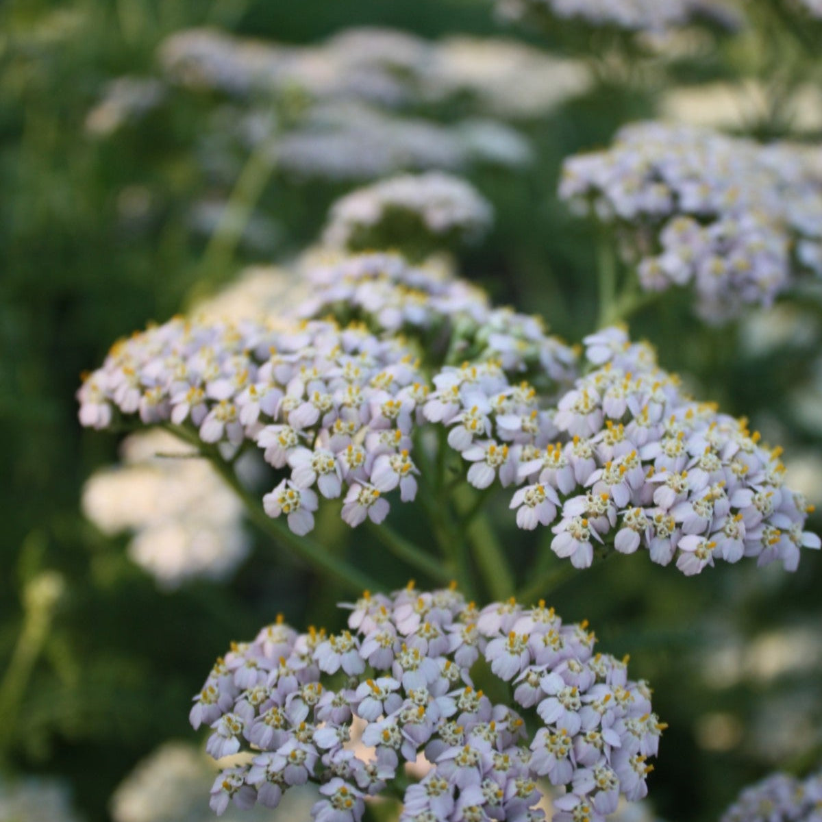 Buy yarrow seeds and grow native wildflowers in your prairie garden