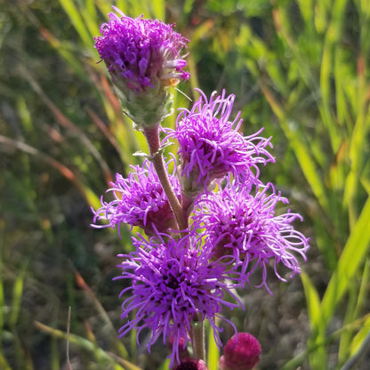 Meadow Blazingstar