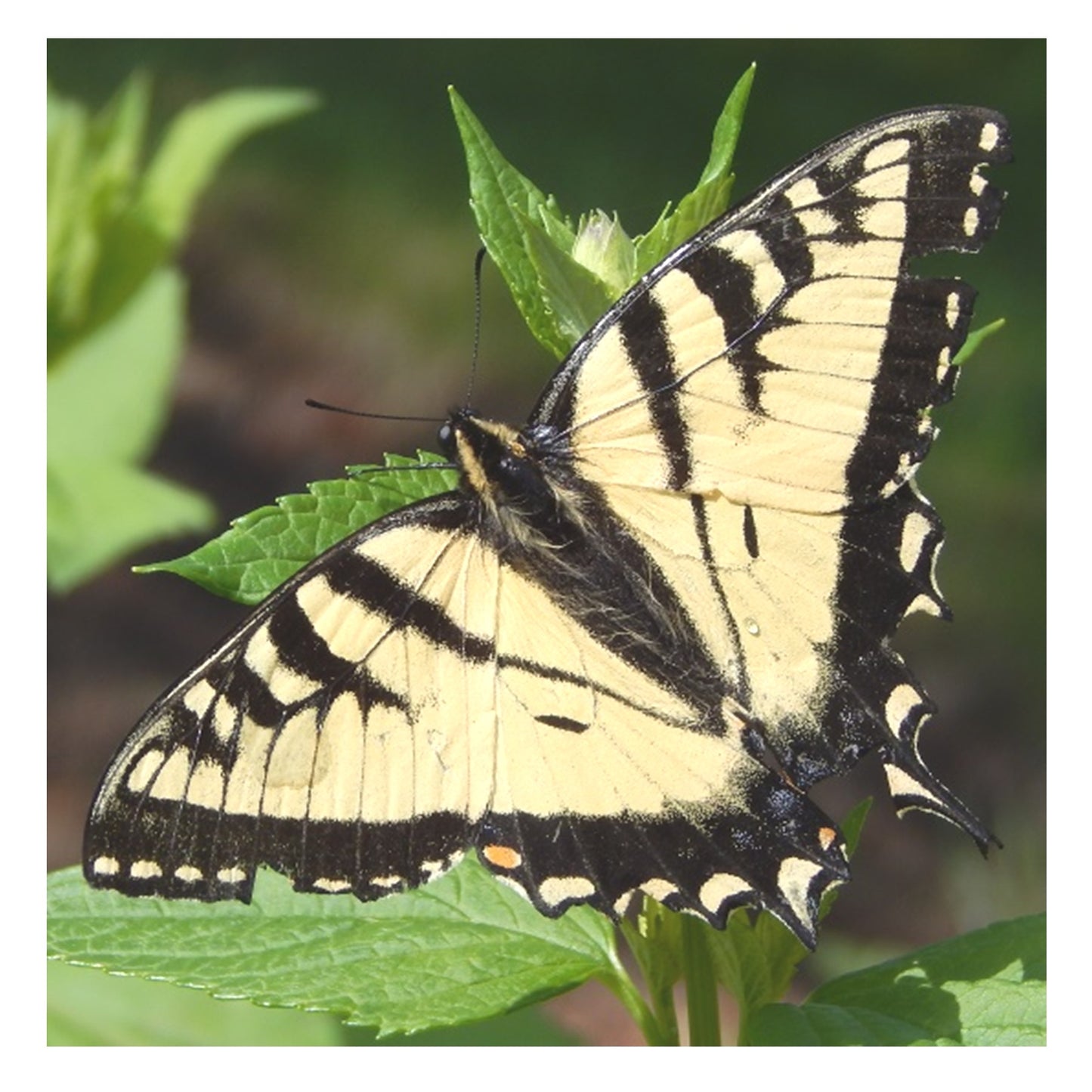 Butterfly Garden Mix