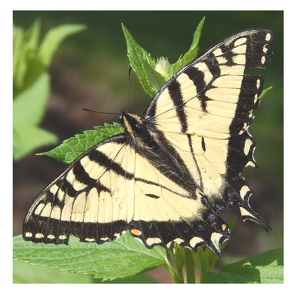 Butterfly Garden Mix
