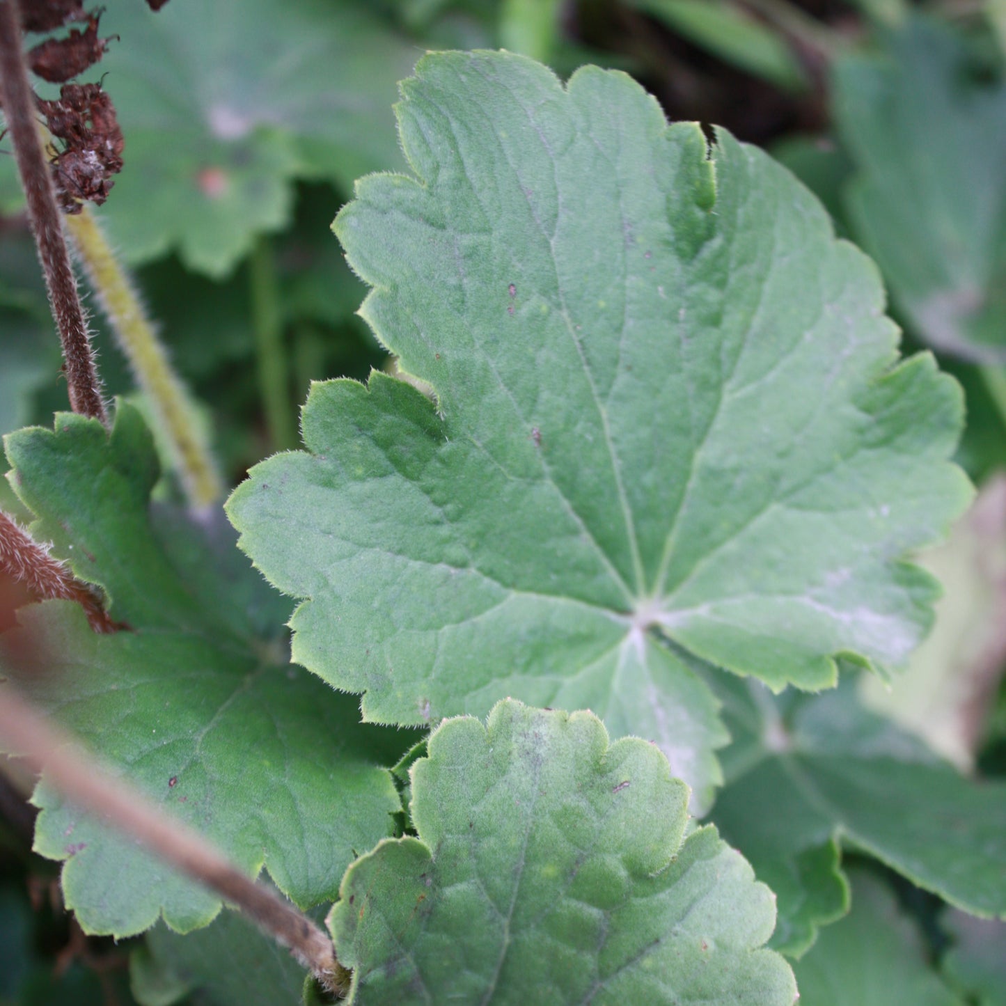 alumroot foliage