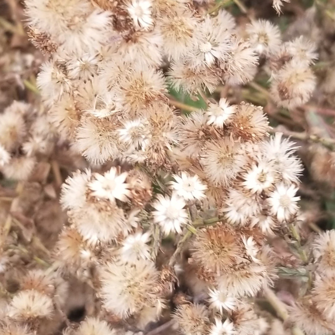 aster seeds