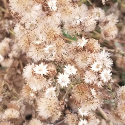 aster seeds