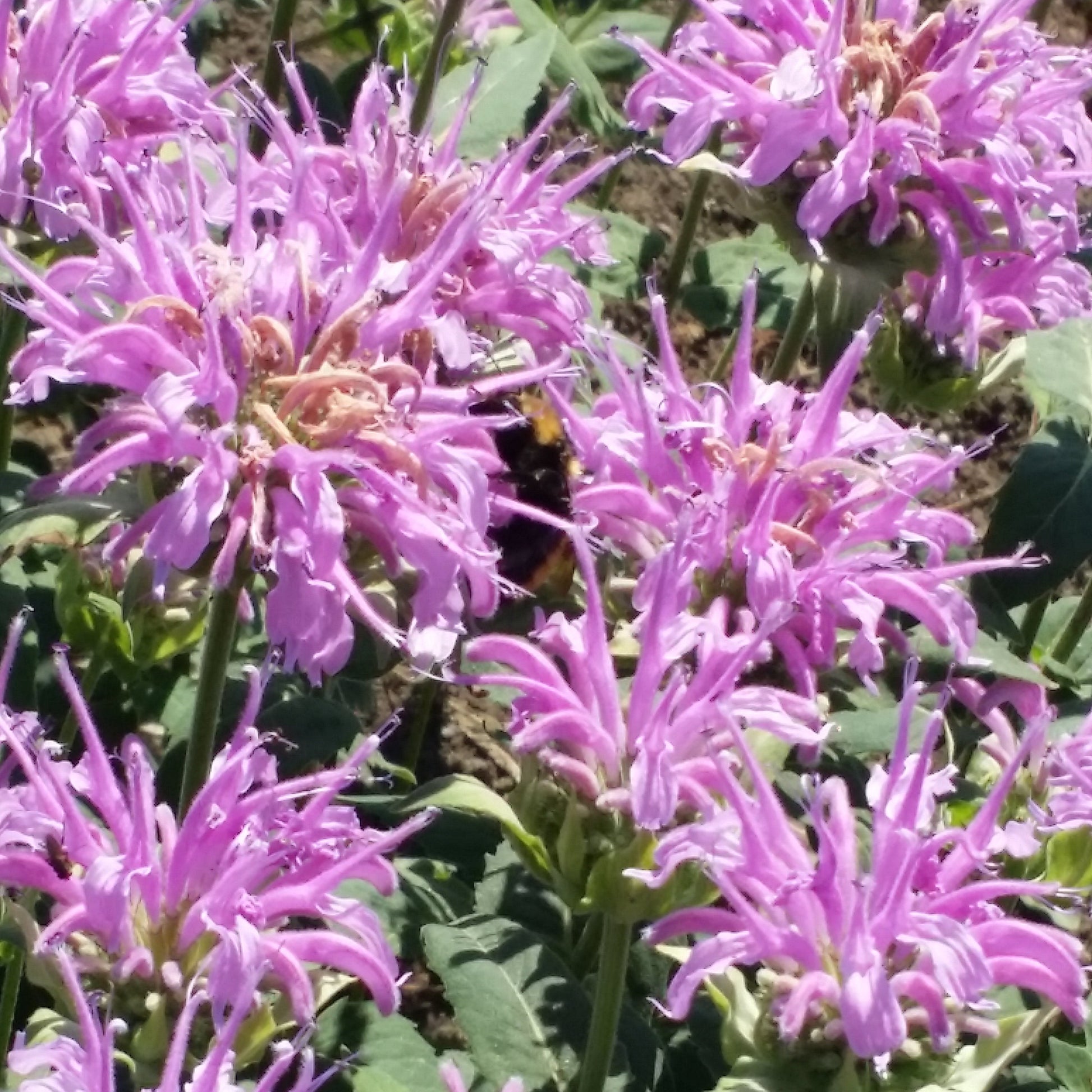 bergamot flowers