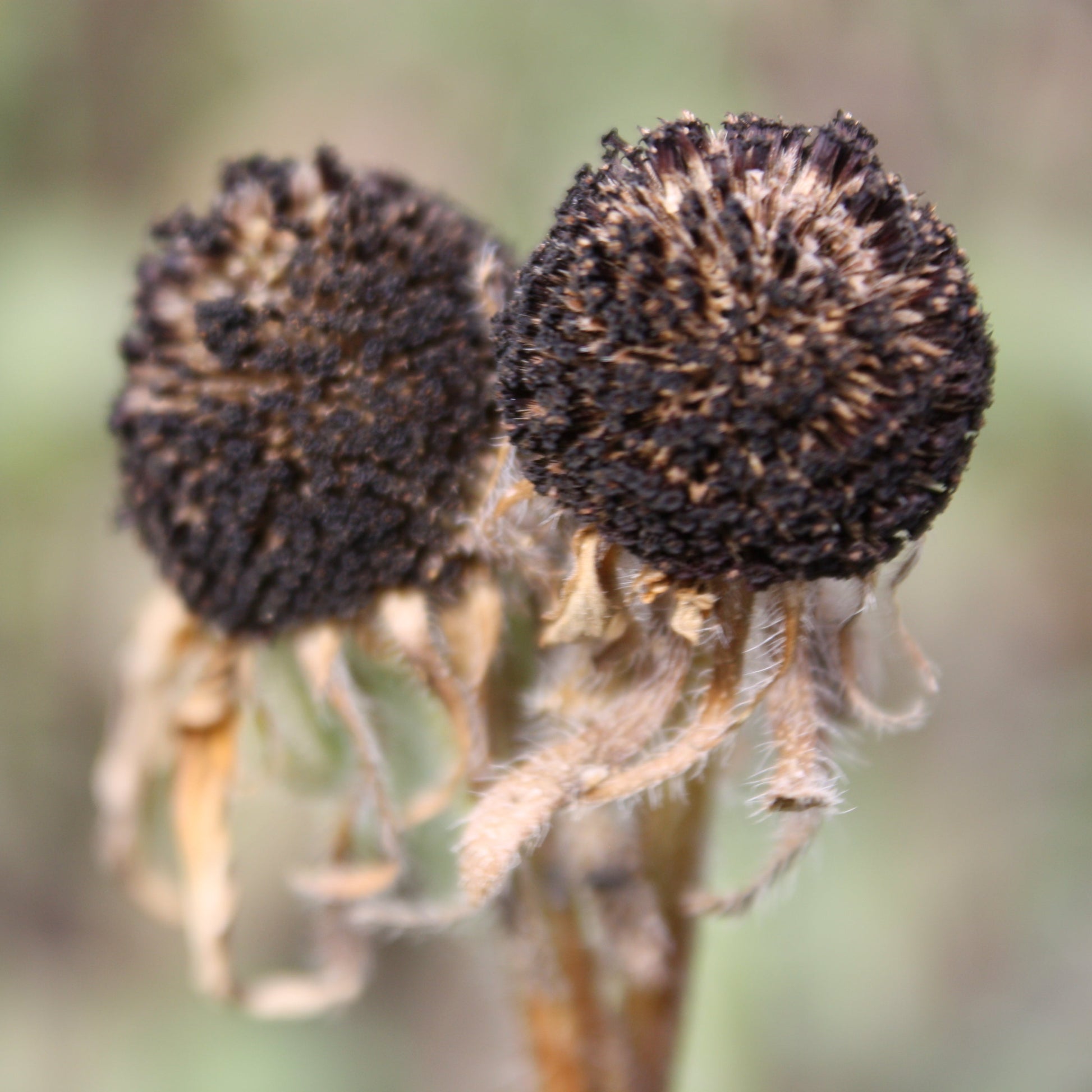 seed head of black eyed Susa