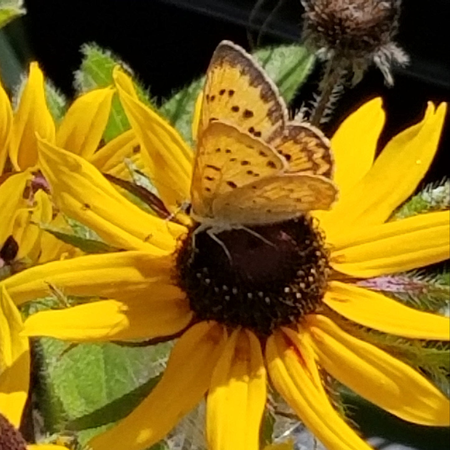 Black-eyed Susan