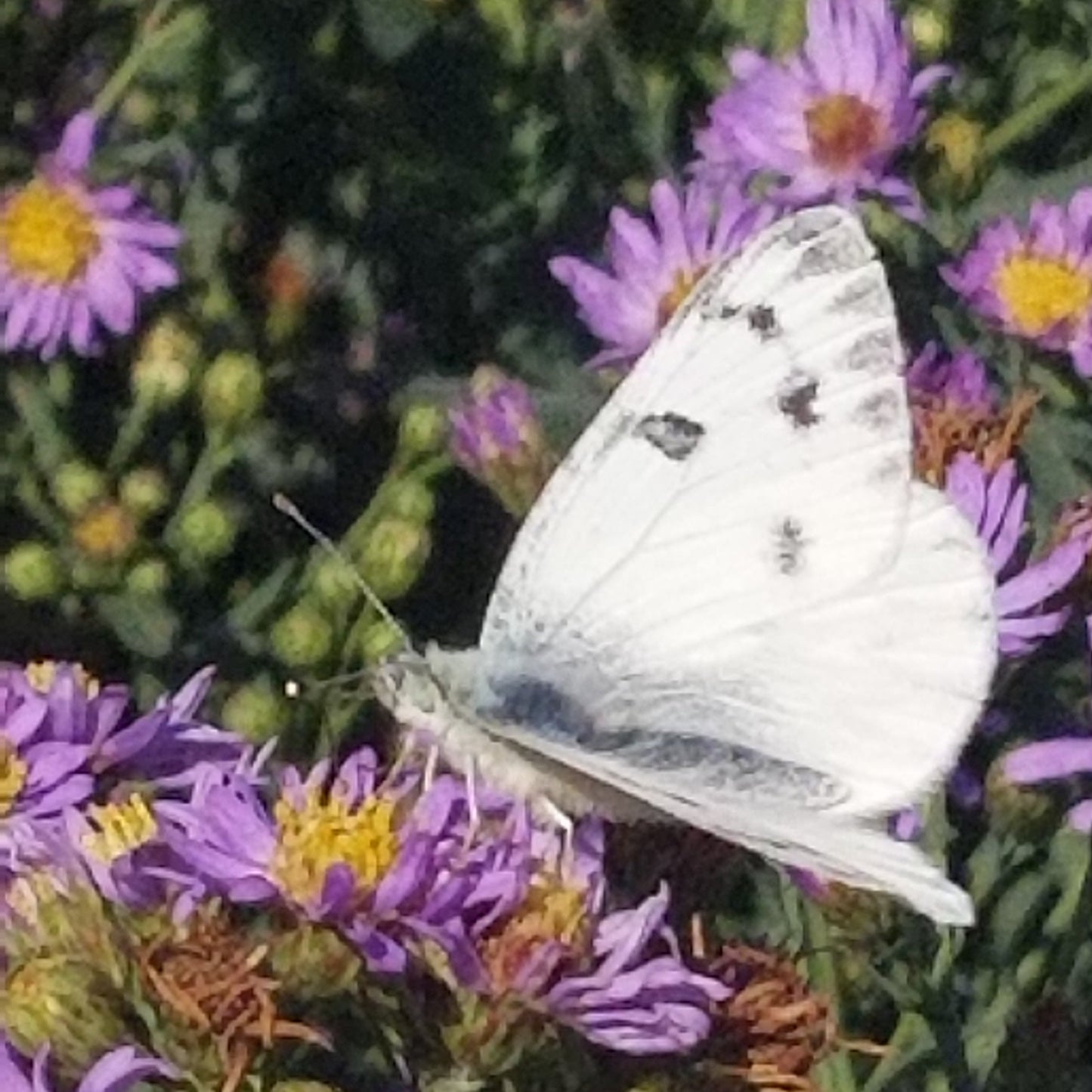 smooth aster