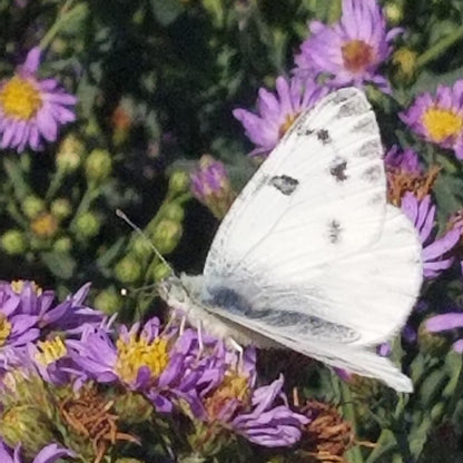 smooth aster
