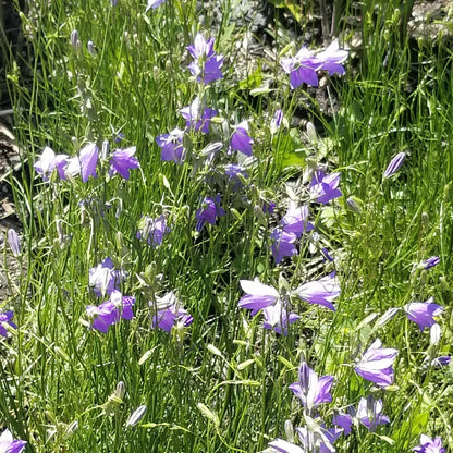 harebell plant