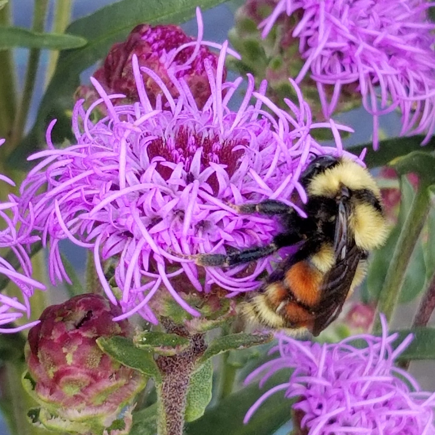 Meadow Blazingstar