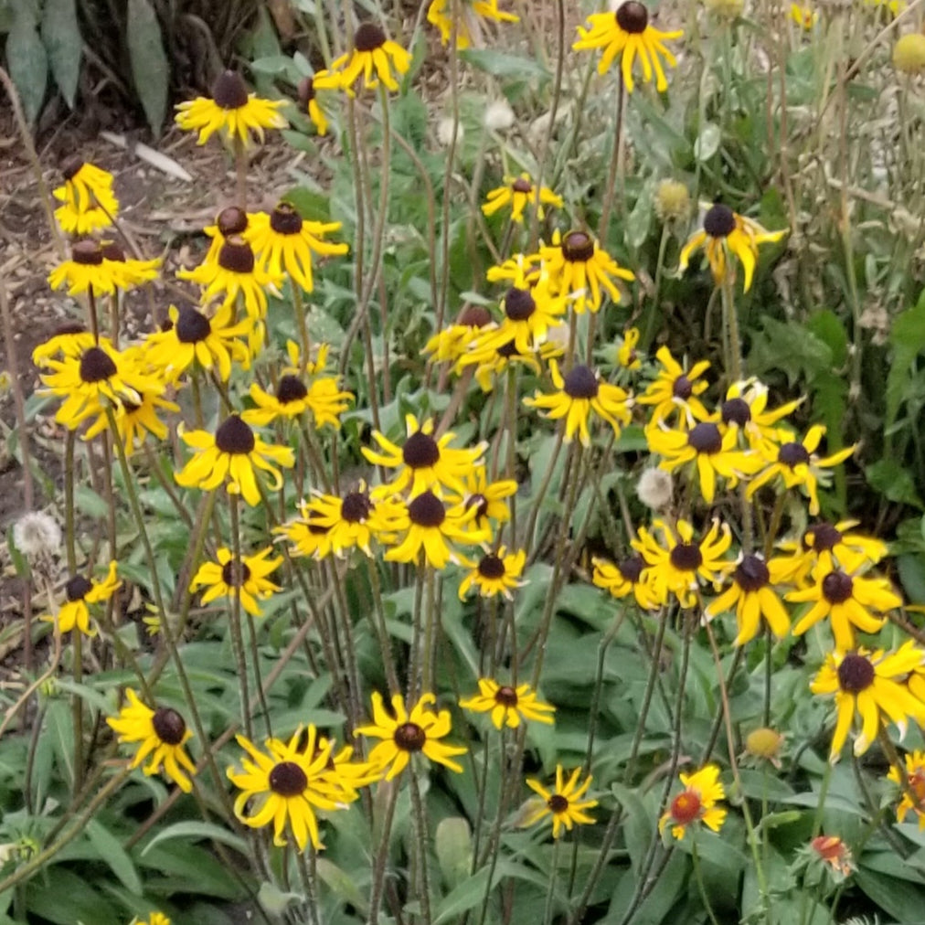 black eyed susan flowers