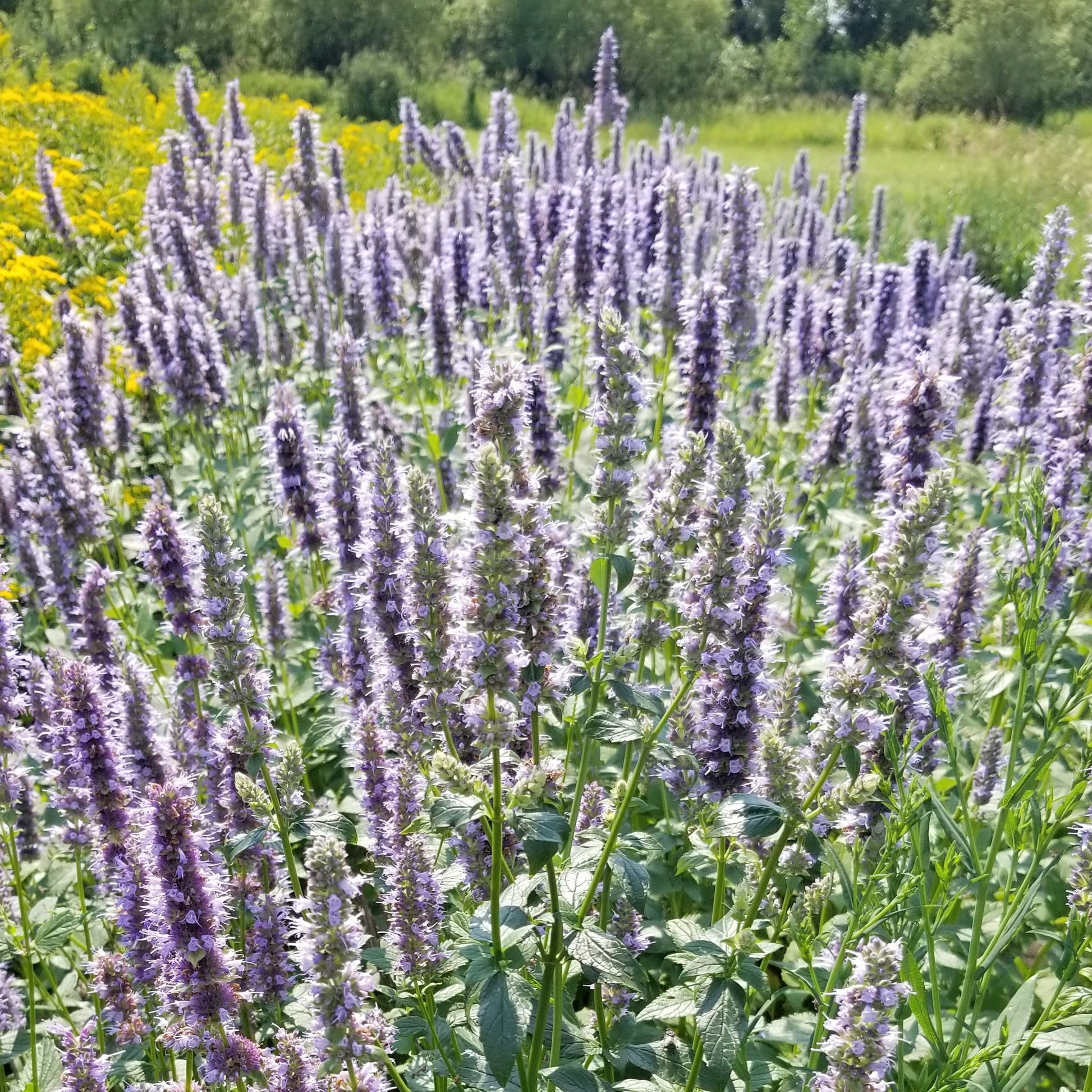 giant hyssop flowers