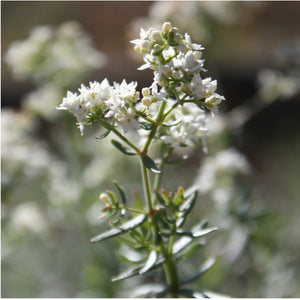 Northern Bedstraw