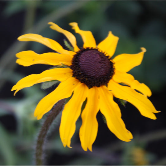 Black-eyed Susan