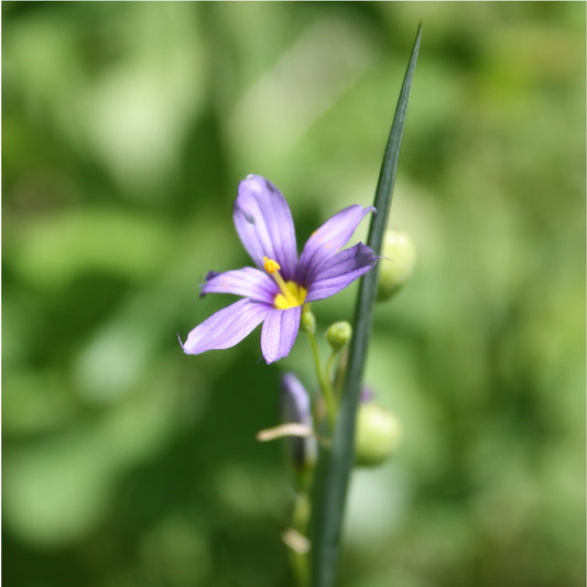 Blue Eyed Grass