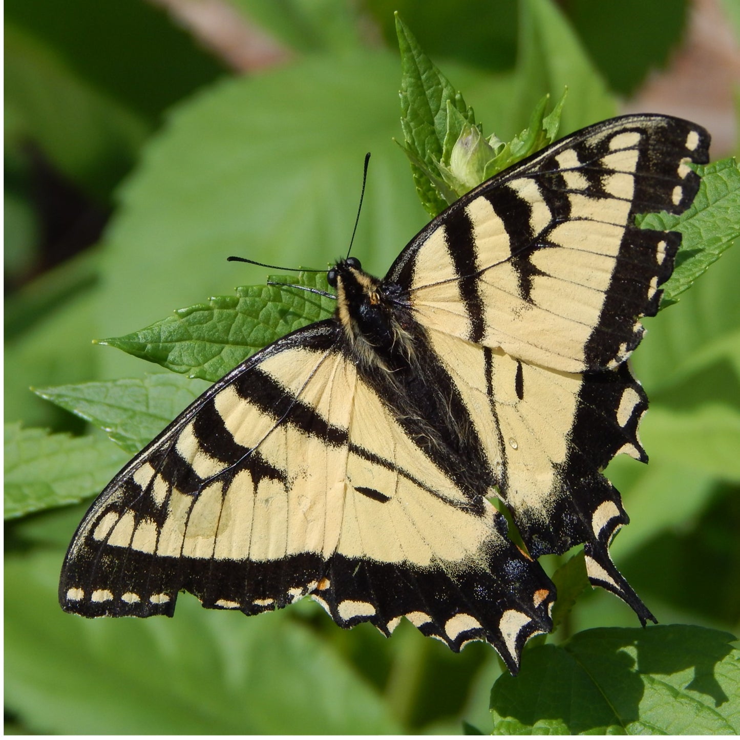 Pollinator Garden Seed Collection