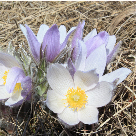 Prairie crocus