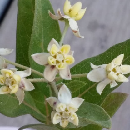 Low Milkweed