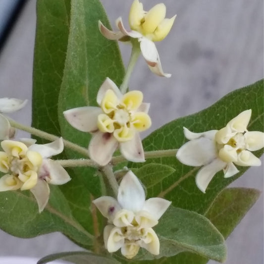 Low Milkweed