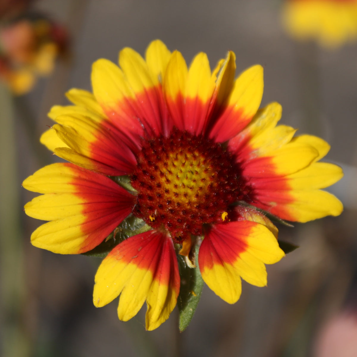 Buy gaillardia seeds grow native wildflowers in your prairie garden