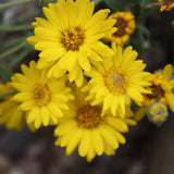 Hairy Golden Aster