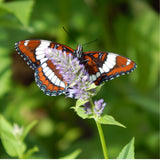 Pollinator Garden Seed Collection