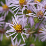 Lindley's Aster