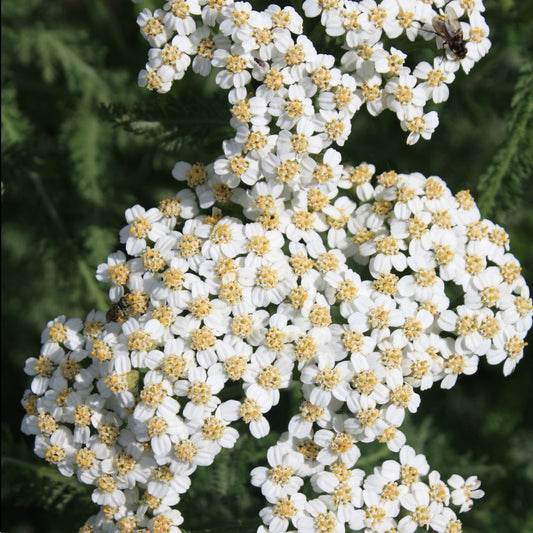 many flowered yarrow