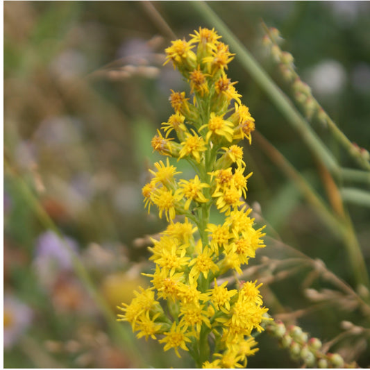 Mountain Goldenrod
