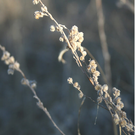 Pasture sage