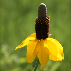 Prairie Coneflower