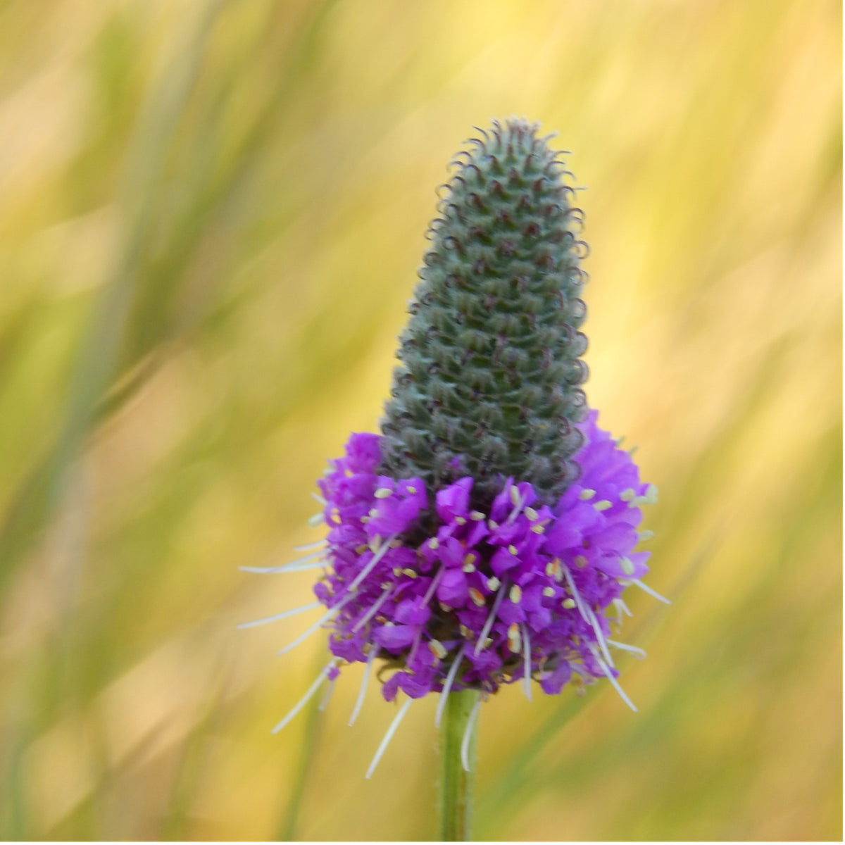 Buy purple prarie clover seeds and grow Canadian wildflowers – Blazing ...