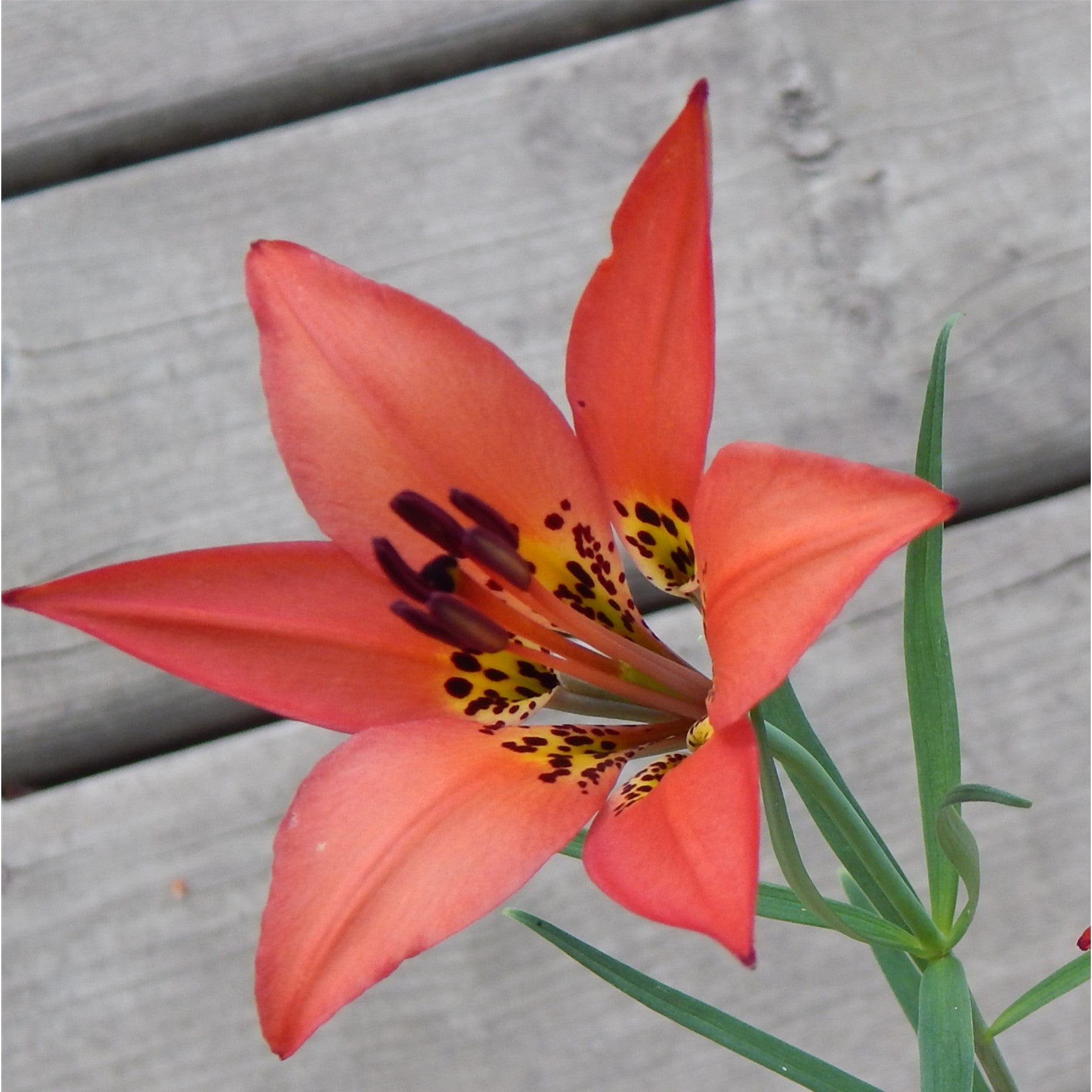 western red lily flower Western Red Lily – Blazing Star Wildflower Seed Company
