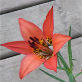 Western Red Lily