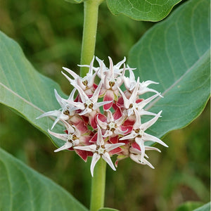 Showy Milkweed