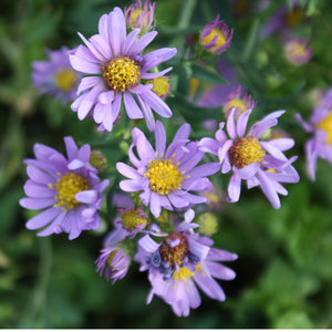 smooth aster