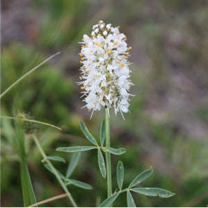 White Prairie Clover