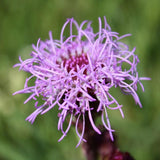 Meadow Blazingstar